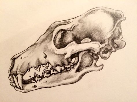 Coyote Skull Study, S. Lakin. This is the beginning of a shamanic drawing... Canine Skull Drawing, Duck Skull Drawing, Animal Bones Drawing Sketch, Coyote Sketch, Wolf Skull Side View, Animal Bone Drawing, Coyote Skull Art, Coyote Skull Drawing, Dog Skull Drawing