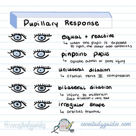 👁️ 🔦 Pupil assessments may seem extra but I do one with most of my patients! Be sure to: 🔹 Measure pupil size and shape 🔹 Check for reactivity to light 🔹 Recognize normal vs. abnormal findings (e.g., anisocoria) 🔹 Understand implications like increased intracranial pressure 🔹 Detect early signs of neurological disorders #NursingStudents #PupilAssessment #healthcarenotes #NursingSkills Nursing School Studying Cheat Sheets, Emt Study, Medical Assistant Student, Paramedic School, Intracranial Pressure, Nursing School Essential, Nursing Study Guide, Nursing School Motivation, Nurse Study Notes