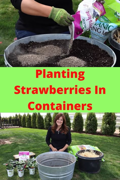 Strawberries In Pots Container Gardening, Strawberry In Pots How To Grow, Strawberry In Pots, Strawberry Plants In Pots, Strawberries In Containers Growing, Strawberry Planting Ideas Diy Projects, Strawberries Growing Containers, Strawberry Container Garden Ideas, Strawberry Plant Ideas