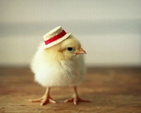 Baby Chick in a Straw Hat Chicken Wallpaper, Funky Hats, Baby Chickens, Cute Chickens, Baby Ducks, Baby Animals Funny, Baby Chicks, Cute Birds, Cute Images