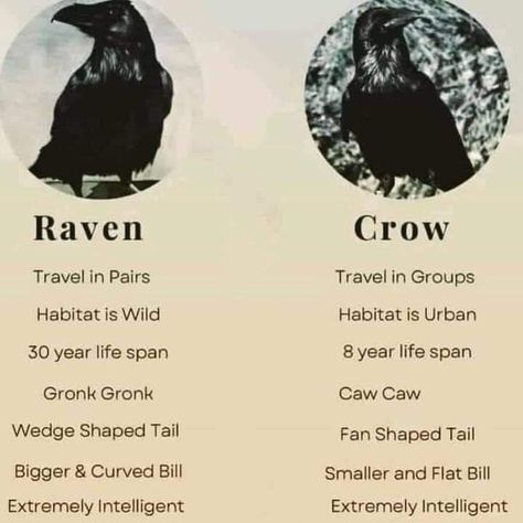 Raven Vs Crow, Crow Food, Crow Facts, Caw Caw, Black Crows, Animal Spirit Guides, Black Birds, Animal Symbolism, Crows Ravens