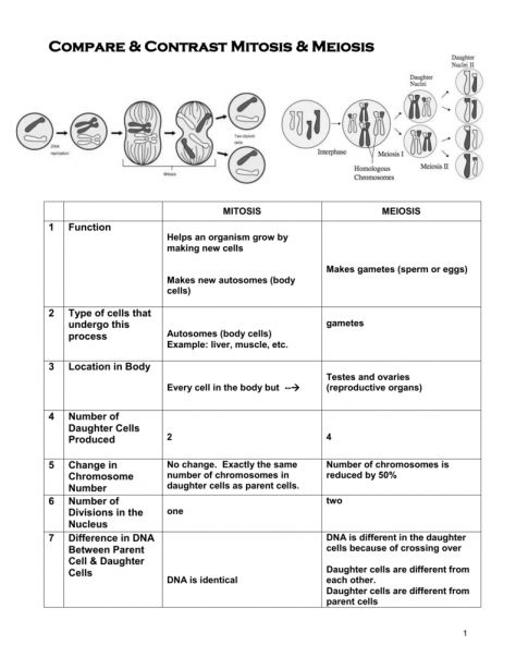 Cell Biology Notes, Mitosis And Meiosis, Cells Worksheet, Middle School Science Experiments, Basic Anatomy And Physiology, Cell Cycle, Experimental Design, Science Notebooks, Education Templates