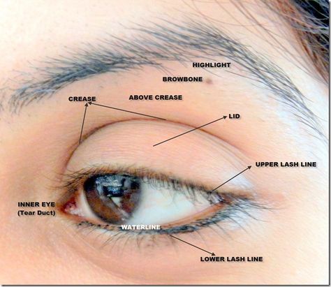 Eye Parts Name, Makeup Map, Anatomy Eyes, Eye Diagram, Saggy Eyelids, Eye Map, Shadow Tutorial, Eye Shadow Application, Face Parts