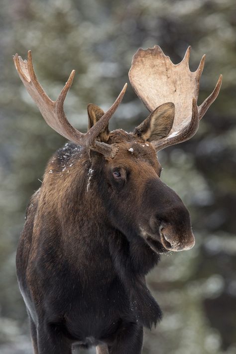 Canadian Moose                                                                                                                                                                                 More Canadian Moose, Moose Pictures, Canadian Animals, Moose Hunting, Moose Deer, Deer Species, Canadian Wildlife, Bull Moose, Deer Family