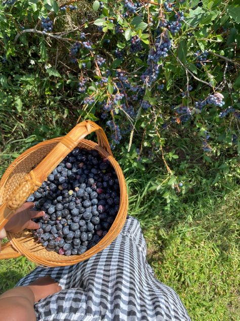 #momanddaughter #cottagecoreaesthetic #cottagecore #slowliving #blueberries #blueberrypicking #blueberryfield #summerbucketlist Blueberry Picking Pictures, Picking Fruit Aesthetic, Slow Living Aesthetic Summer, Farm Core Aesthetic, Blueberry Picking Aesthetic, Blueberry Picking Outfit, Fruit Picking Aesthetic, Blue Cottagecore Aesthetic, Berry Picking Aesthetic