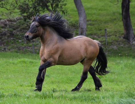 Highland Pony, Pony Breeds, Miniature Horses, 2 Hands, Pony Club, Pony Horse, Horse Pattern, Miniature Horse, Zebra Stripes