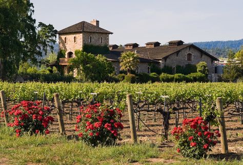 Agritourism: The 10 Best Italian Farm Stays | Skyscanner US Italian Homestead, Italian Patio Ideas Tuscany Italy, Italian Winery Aesthetic, Italian Farm Aesthetic, Wine Farm Aesthetic, Winery Aesthetics Italy, Italian Countryside Aesthetic, Farms In Italy, Farm Italy