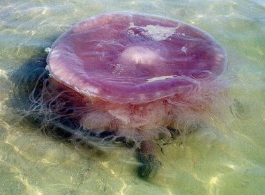 A large, pink, non-native jellyfish lies in shallow water at Dauphin Island on November 1, 2000. The jellyfish -- nicknamed a "pink meanie" -- has been identified as a new species. Giant Jellyfish, Jellyfish Facts, Sea Jellies, Bat Species, Pink Jellyfish, Cnidaria, Dauphin Island, Tree Hugger, Gulf Of Mexico