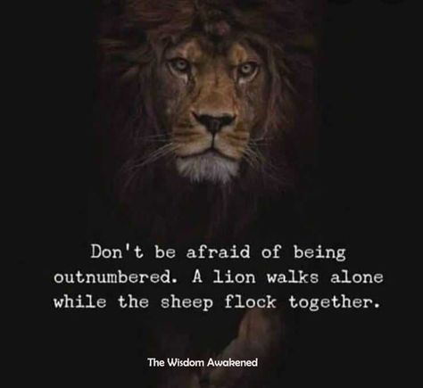 Sheep Quote, Plato Quotes, I Walk Alone, Sayings And Quotes, Great Warriors, Wise One, Weak Men, Warrior Within, Walk Alone