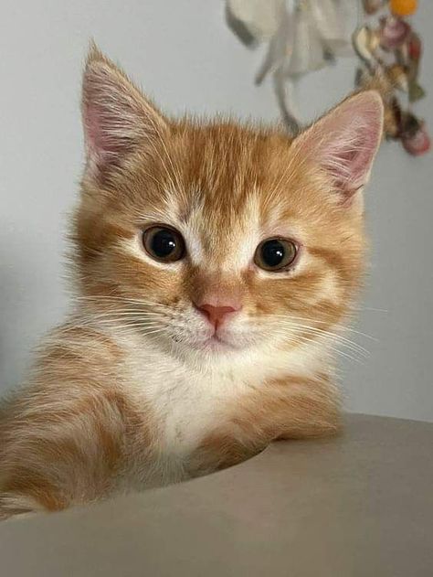 Cat Pfp Cute, Exotic Mammals, Orange Kittens, Cats Photos, Kitten Photos, Orange Tabby Cats, Cute Cats Photos, Orange Cats, Cats Kittens