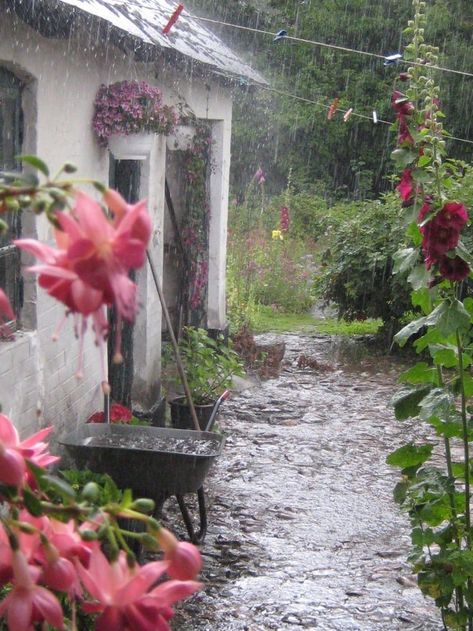 Flowers Homescreen, Umbrella And Rain, May Mood Board, Cozy Rain, Flowers Sakura, Rain And Coffee, Sakura Trees, Summer Thunderstorm, Rain Pictures