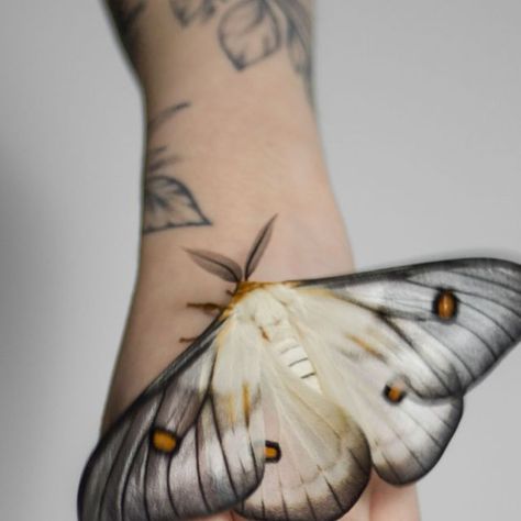 Lini on Instagram: "Talk to me as I am sleeping 🤍  Ghostly silk moth is here to bless your day!  Rings: @regalrose – use code WEIRDOLINI for a little discount   #ghostlysilkmoth #ceranchiaapollina #silkmoth #saturniidae #entomologyart #botanicaltattoo #leaftattoo #naturetattoo #mothtattoo #regalrose #witchyaesthetic #witchynails" Ghostly Silk Moth Tattoo, Ghostly Silk Moth, Silk Moth Tattoo, Ghost Moth, Moth Pictures, Pretty Moths, Silk Moths, Silk Moth, Entomology Art