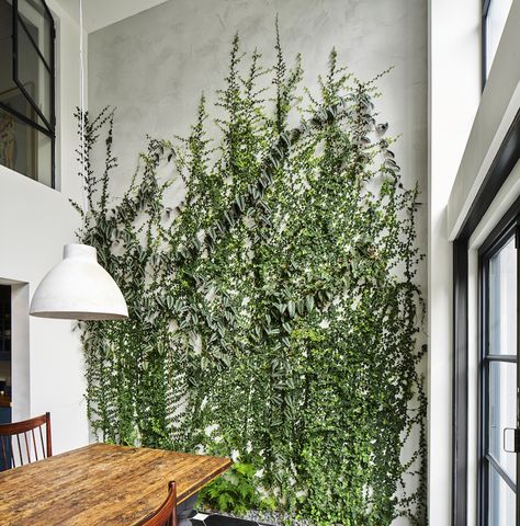 the most amazing indoor plant wall and garden around the dining table Green Wall Garden in Brooklyn by Kim Hoyt | Gardenista Indoor Ivy, Vine House Plants, Indoor Climbing Plants, Wall Climbing Plants, Green Wall Garden, Indoor Vines, Indoor Plant Wall, Ivy Wall, Dining Room Wallpaper