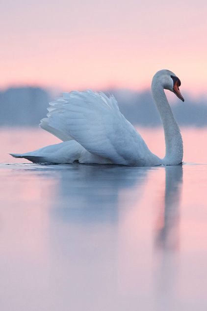 BELLO CISNE Beautiful Swan, Foto Tips, White Swan, Swan Lake, Pretty Birds, Swans, Love Birds, Beautiful Creatures, Beautiful Birds