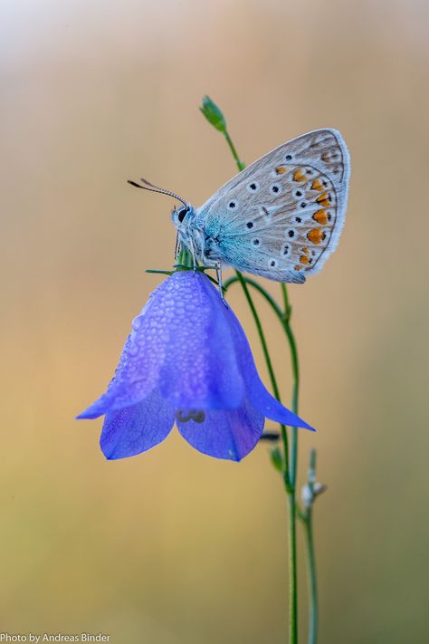 Glasswing Butterfly, Bumble Bee Tattoo, Butterfly On Flower, Butterfly Photo, Butterfly Photography, Beautiful Butterfly Pictures, Beautiful Butterfly Photography, Flying Flowers, 강아지 그��림