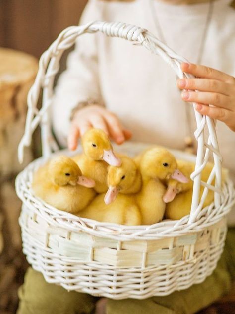 Baby Chicks Photography, Easter Photo Shoot, Easter Shoot, Duck Photography, Easter Minis, Spring Minis, Easter Mini Session, Easter Photoshoot, Duck Pictures