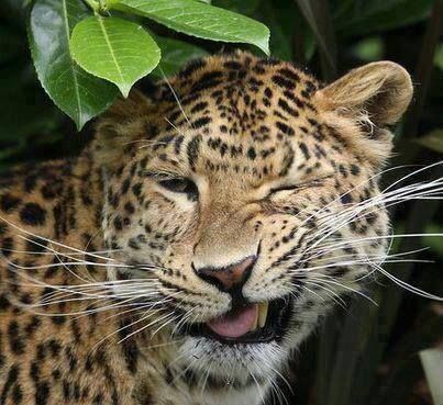 GEPARD Majestic Animals, Leopards, Animal Planet, Funny Animal Pictures, Animal Photo, Beautiful Cats, 귀여운 동물, Animals Friends, Big Cats