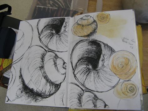 Shell Drawing, Sketchbook Layout, Natural Form Art, Gcse Art Sketchbook, A Level Art Sketchbook, Observational Drawing, Natural Form, Gcse Art, Crustaceans