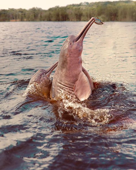 HIGOR BLANCO on Instagram: “BRASIL E SUAS RIQUEZAS 🐬💕#botocorderosa #amazonas #florestaamazonica #brasil #amazing” Amazonas Aesthetic, Pink River Dolphin, Pink River, River Dolphin, Amazon River, Pretty Animals, Amazon Rainforest, Marine Biology, Animal Photography