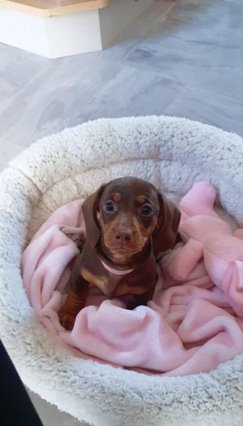 Dachshund. Sausage dog. Cute. 8 weeks old. Cute Dogs Dachshund, Cute Sausage Dogs, Wiener Dog Outfits, Weener Dogs Puppies, Weiner Dog Aesthetic, Dashund Puppy Aesthetic, Sausage Dog Aesthetic, Weenier Dog Puppies, Fluffy Sausage Dog Dachshund Puppies