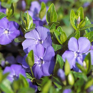 Best Plants Under Big Trees | Midwest Living Periwinkle Plant, Plants That Like Shade, Dry Shade Plants, Vinca Minor, Shade Tolerant Plants, Edging Plants, Dark Purple Flowers, Rock Garden Plants, Trailing Plants