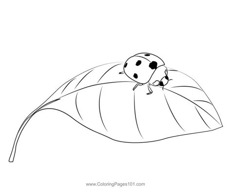 Ladybug On A Leaf Coloring Page Ladybug On Leaf Drawing, Ladybug On A Leaf Tattoo, Simple Ladybug Drawing, Lady Bird Drawing, Ladybug Stencil, Ladybug Outline, Ladybug Doodle, Leaf Drawing Easy, Ladybug On A Leaf