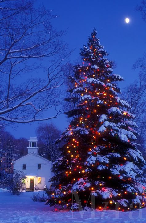 AJ5905, Christmas tree, moon, outdoor, decoration, holiday, tree, snow, winter, Vermont, A large snow covered Christmas tree is sprinkled with tiny colorful lights outside the library in Jericho Center under the full moon at night in Chittenden County in the state of Vermont. Outdoor Christmas Tree Decorations, Snow Covered Christmas Trees, Christmas Lights Outside, Pretty Christmas Trees, Christmas Light Installation, Hanging Christmas Lights, Outdoor Christmas Tree, Outdoor Christmas Lights, Christmas Tree With Gifts