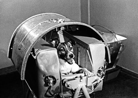 Remembering Laika, Space Dog and Soviet Hero | The New Yorker Soviet Space Dogs, Laika Dog, Space Animals, Arcade Fire, Famous Dogs, Space Dog, Street Dogs, Space Race, Today In History