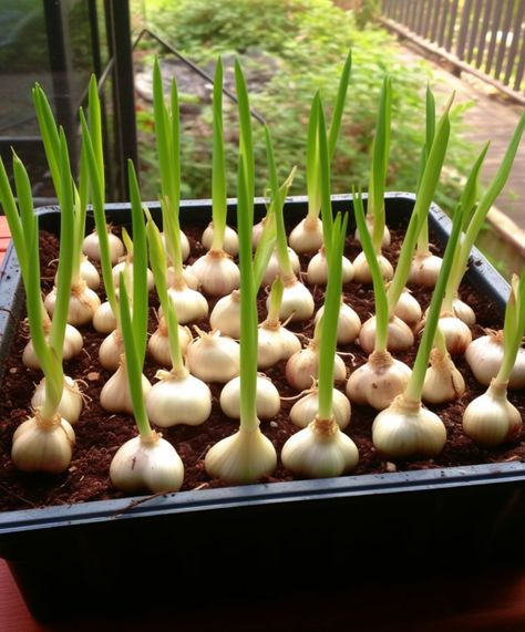 Don't buy garlic. Grow an endless supply at home with these methods Garlic Plants, Garlic Plant, Garlic Growing, Design Garden Ideas, Grow Garlic, Hardneck Garlic, Harvesting Garlic, Planting Garlic, Garlic Scapes