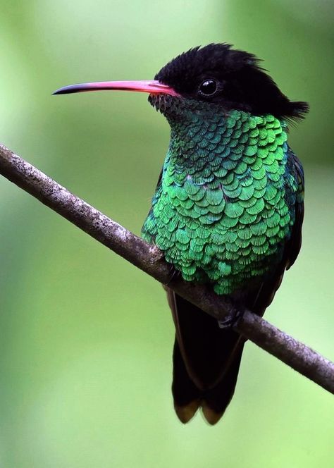 Immature Red-billed Streamertail, also known as the doctor bird, is indigenous to Jamaica. Doctor Bird, Strange Animals, Winning Lottery Numbers, Red Bill, Animal Reference, Lottery Numbers, Alien Concept, Bird Quilt, Hand Crafts For Kids