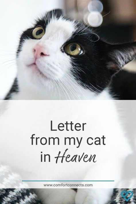 Cat In Heaven Quotes, Quotes About Losing A Pet Cat, Cats In Heaven Quotes, Missing My Cat In Heaven, Cat Died Drawing, Pets In Heaven Quotes, Cat Bereavement Quotes, Cat Heaven Quotes, Rip Cat Quotes