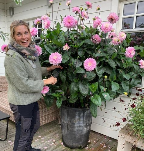 Growing Dahlias In Pots Container Plants, Dahlias In Pots, Planting Dahlias, Landscape Borders, Growing Dahlias, Garden Decor Projects, Tall Planters, Large Planters, Flower Planters