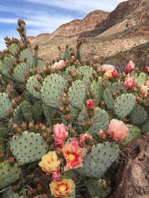 Flowering Cactus Plants, Cactus And Flowers, Cactus Aesthetic, Cactus Paintings, Cactus Pictures, Sustainable Interior, Sustainable Interior Design, Blooming Cactus, Cactus Painting