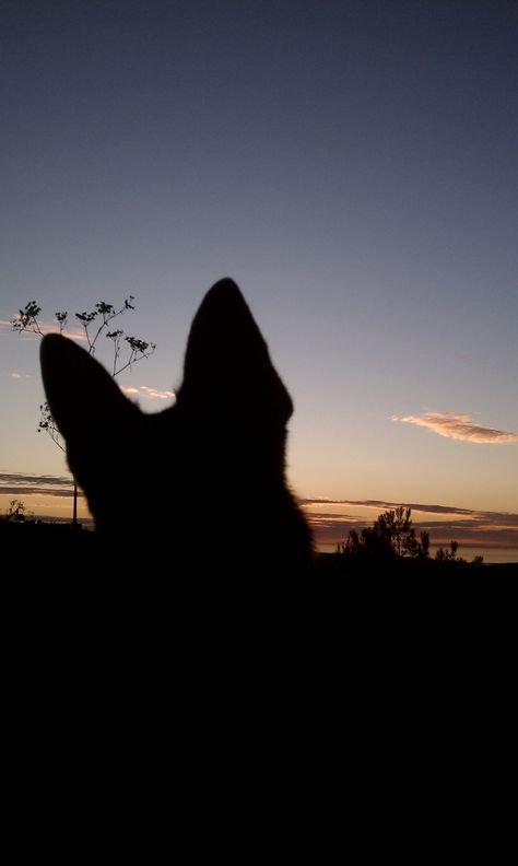 sunset Walking German Shepherd Aesthetic, Belgian Malinois Aesthetic, German Shepherd Aesthetic, German Shepherd Wallpaper, Malinois Dog, Adventure Travel Explore, Dog Wallpaper, Beautiful Places Nature, Dogs Of The World