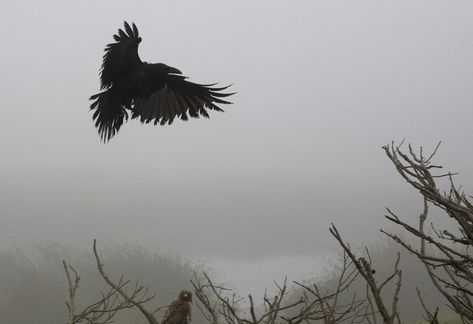 Explore john curley's photos on Flickr. john curley has uploaded 1779 photos to Flickr. Rinne Sharingan, Morgana Le Fay, The Vvitch, Miss Peregrines Home For Peculiar, Yennefer Of Vengerberg, Peculiar Children, Home For Peculiar Children, The Boogeyman, Last Ride