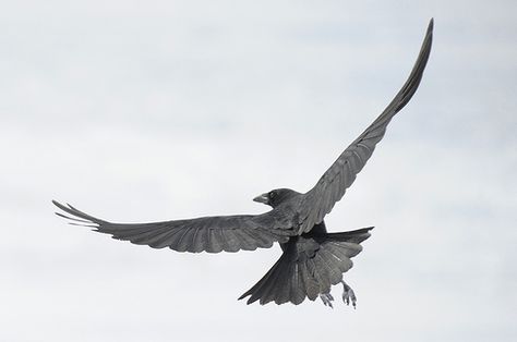 american crow in flight by Steve Courson, via Flickr Ravens In Flight, Crow Flying Reference, Crow In Flight, Raven In Flight, Crows Flying, Raven Flying, Crows Artwork, Flying Crow, Grey Ink Tattoos