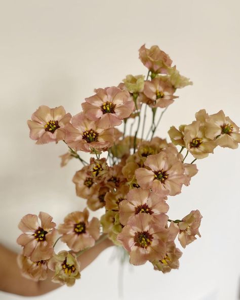 JUNE BLOOM | Bohemian mocha lisianthus — a favourite of mine. It’s a must in neutral heavy designs, in my opinion. It’s browny pink petals with dark... | Instagram Mocha Wedding Flowers, Mocha Mousse Flowers, Desert Flowers Wedding, Neutral Color Flowers, Brown Lisianthus, Matilija Poppy, Mocha Wedding, Neutral Bouquet, Wedding Boards