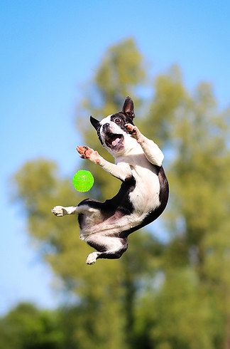 11 Dogs That Prove Small Is Powerful Dog Cuties, Boston Butts, English Terrier, Jumping Dog, Dog Jumping, Smiling Animals, Boston Terrier Funny, Boston Terrier Lover, Boston Terrier Love