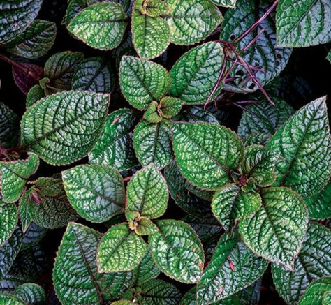 Purple leaf Royal Swedish ivy. Have it Swedish Ivy, Ivy Plant, Hydrangea Quercifolia, Oakleaf Hydrangea, Mint Plants, Ivy Plants, Plant Guide, Fine Gardening, Houseplants Indoor