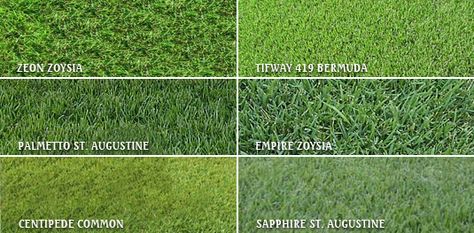 centipeede Lawn Grass Types, Growing Grass From Seed, Different Types Of Grass, Sod Grass, Centipede Grass, Best Grass Seed, Zoysia Grass, Lawn Turf, Lawn Care Business