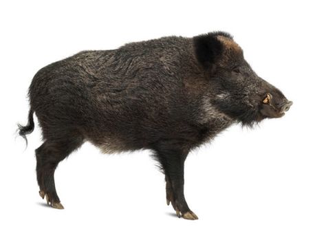 HUMOR  The Woodlands is Hog Heaven And hogs may be uniquely adapted to the terrain. Pig Hunting Dogs, Emboar Pokemon, Boar Hunting, Hog Heaven, Wild Pig, Animal Flashcards, Image Nature, Border Terrier, Wild Boar