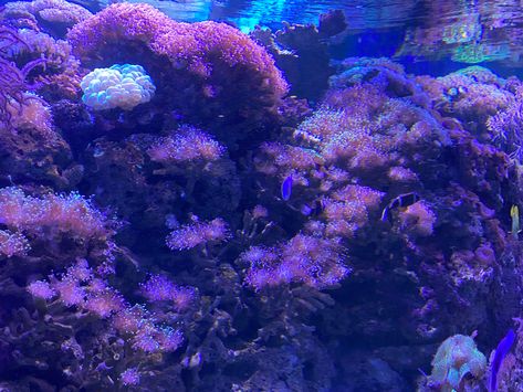 Purple Coral Reef, Ocean Purple Aesthetic, Purple Fish Aesthetic, Purple Sea Aesthetic, Purple Ocean Aesthetic, Monster Flavors, Eridan Ampora, Vernal Pool, Null Hypothesis