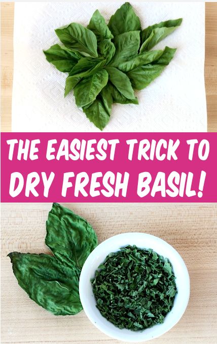 How To Dry Basil Leaves Fresh Herbs, How To Dry Out Basil Leaves, Basil Drying Leaves, Drying Fresh Basil, Candied Basil Leaves, How To Save Basil Fresh Herbs, How To Dry Fresh Basil Leaves, How To Dry Fresh Basil, How To Make Your Own Dried Herbs