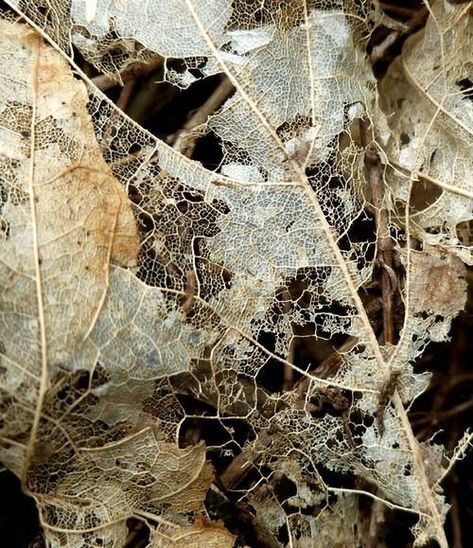 Decay Art, A Level Textiles, Growth And Decay, Image Nature, Dry Leaf, A Level Art, Organic Form, Natural Forms, Patterns In Nature