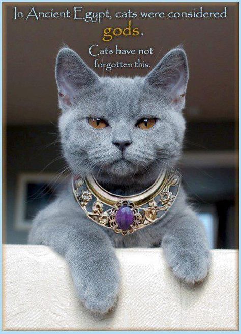 In ancient Egypt Egypt Cat, Gatto Carino, Persian Cats, Gray Cat, Russian Blue, Blue Cats, Cute Kittens, Zulu, Angkor