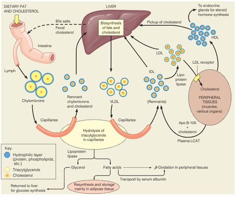 Overview of lipoprotein transport pathways and fates Lipid Metabolism, Biochemistry Notes, Clinical Chemistry, Plasma Membrane, Nutrition Classes, Biology Lessons, Medical School Studying, Biology Notes, Cell Biology