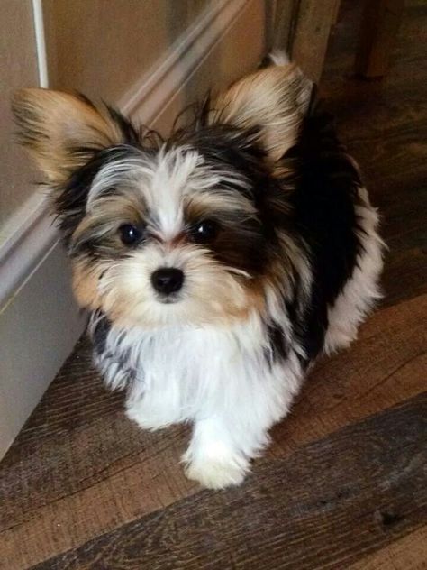 MASCOTAS....❤                                                       … Parti Yorkie, Chien Shih Tzu, Biewer Yorkie, Top Dog Breeds, Yorkshire Terrier Puppies, Terrier Puppies, Yorkie Puppy, Lap Dogs, Sweet Sweet