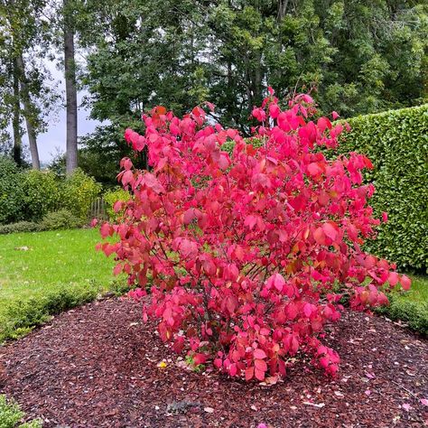 PRICES MAY VARY. 5 Dwarf Burning Bush Shrub Live Plant Cuttings, Burning Bushes And Shrubs Rooted, Burning Bush Live Plants Outdoor Perennials No Ship To CA Lawn Care, Nature, Garden Landscaping, Burning Bush Shrub, Bushes And Shrubs, Burning Bush, Plants Outdoor, Plant Cuttings, Bulb Flowers