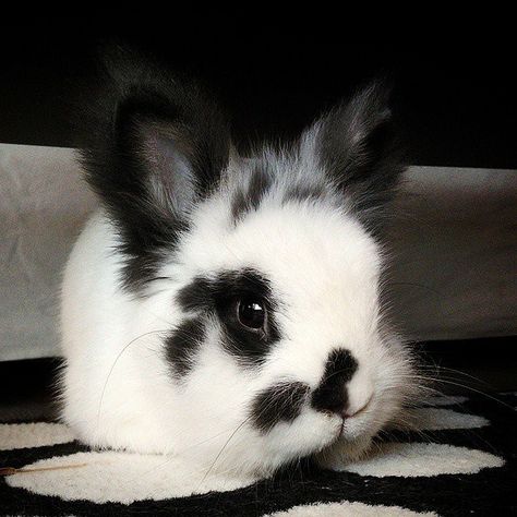 Pet Bunny Rabbits, Bunny Mom, Black Bunny, Pet Bunny, Bunny Pictures, Silly Animals, Cute Wild Animals, Baby Bunnies