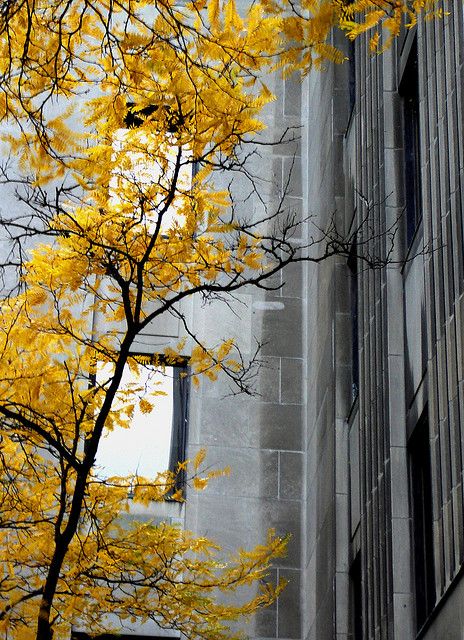 Color Scheme for Office Photo Sharing, Trees, The World, Yellow, Grey